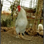 תרנגולת נוי ממבט ישיר