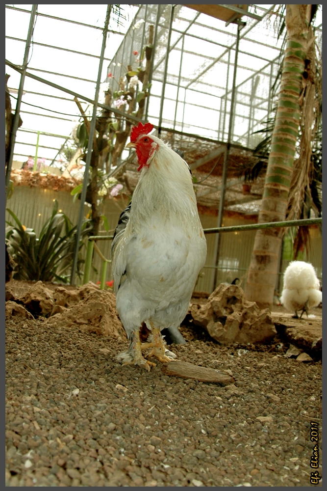 תרנגולת נוי ממבט ישיר