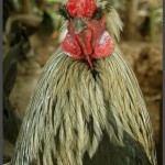 תרנגול קרב הגדל ביער הגשם
