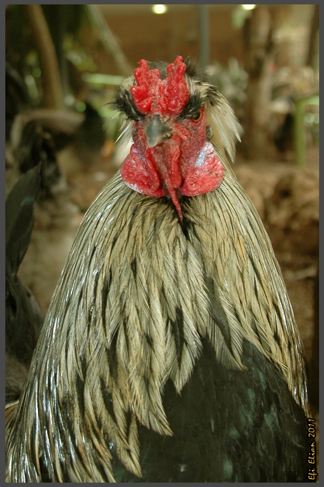 תרנגול קרב הגדל ביער הגשם