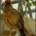 עוף מסוג פסיון