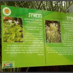 מידע אודות צמחים טורפים בגן אוטופיה