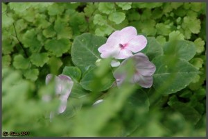 סחלב לבן באוטופיה