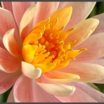 פרח ברומלייה