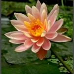 פרח ברומלייה