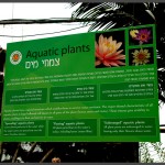 מידע אודות צמחי מים