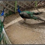 שני טווסים בבית הגידול באוטופיה