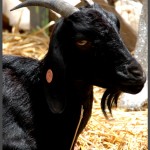 עז במתחם הגידול באוטופיה