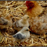 תרנגולת ואפרוחים בפארק אוטופיה