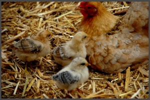 תרנגולת ואפרוחים בפארק אוטופיה