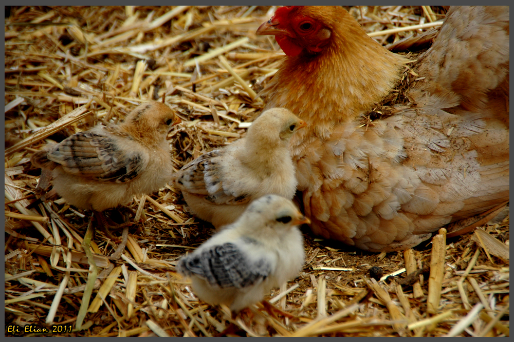 תרנגולת ואפרוחים בפארק אוטופיה