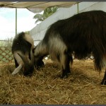 עיזים שונים הגדלים בגן הבוטאני