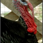 תרנגול הודו בגן הבוטני באוטופיה