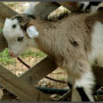 עז צעירה בגן הבונטי באוטופיה