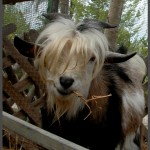 יש לה גם פוני