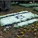 מרבד פרחים בצורת דגל ישראל