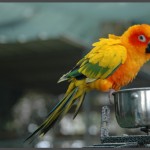 דררה ירוקה בפינת הליטוף באוטופיה