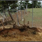 איילים נקודים (במבי)