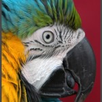 תוכי מסוג ארה בפינת הליטוף באוטופיה