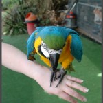 תוכי מסוג ארה בפינת הליטוף באוטופיה