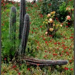 קקטוסים ייחודים באוטופיה