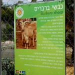 מידע אודות כבשי ברברים