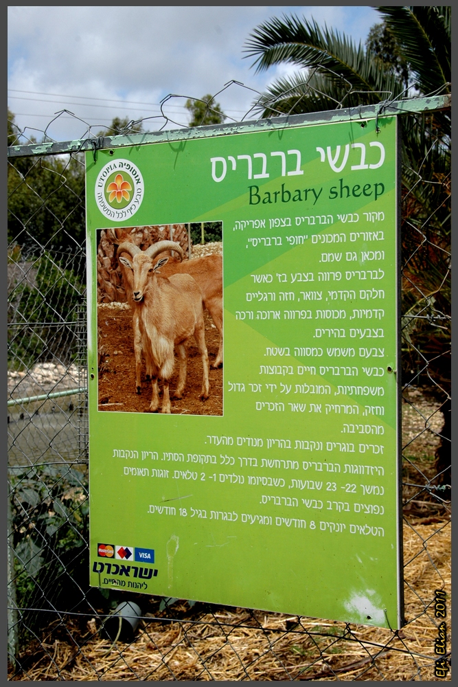 מידע אודות כבשי ברברים