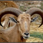 כבשי ברבריס