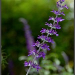 פריחה סגולה בגן אוטופיה