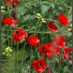 פרחים בגינות הפארק