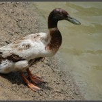 ברווז בבריכת הגידול באוטופיה