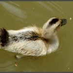 ברווזון צעיר בפינת ההאכלה באוטופיה