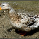 ברווזון מחכה לארוחתו בפארק אוטופיה