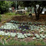 מרבדי פרחים ברחבי פארק אוטופיה