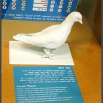 מודל יונת דואר איתה ביצעו שימוש להעברת הודעות