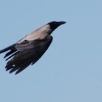 עורב אחד מיני רבים המטיילים בסביבת הנחל בשמורה