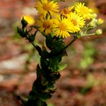 פריחה צהובה (סביון) בשטח שמורת הטבע של נחל אלכסנדר