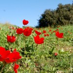 פריחה אדומה (כלניות) בגבעת סמארה שבשמורת נחל אלכסנדר