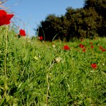 פריחה אדומה (כלניות) בגבעת סמארה שבשמורת נחל אלכסנדר