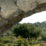קשת ועץ שקמה בשמורת הטבע נחל אלכסנדר