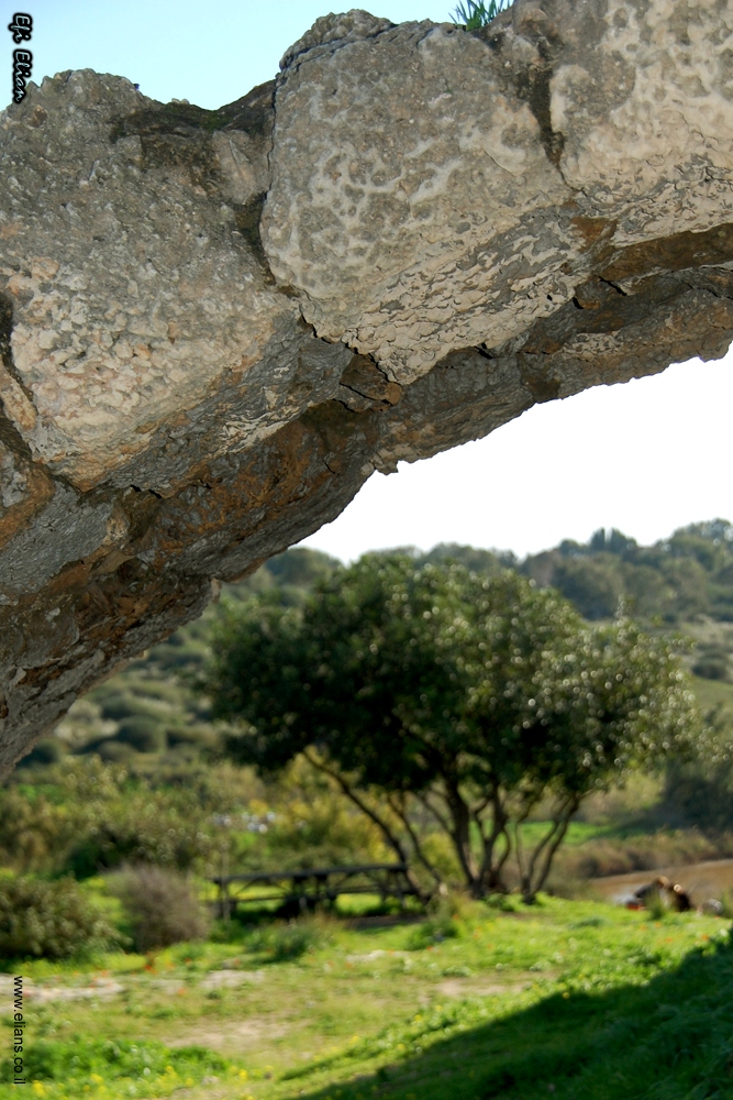 קשת ועץ שקמה בשמורת הטבע נחל אלכסנדר