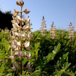 פריחה ססגונית בשמורת הטבע של נחל אלכסנדר