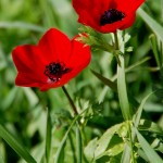 כלניות פורחות בשטח שמורת נחל אלכסנדר