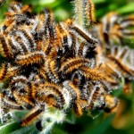 ערימת תולעי משי בשמורת הטבע של נחל אלכסנדר