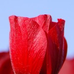 עלי כותרת - צילום מאקרו