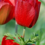 עלי כותרת - צילום מאקרו