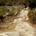 דרכי המעבר לאורך הטארסות של הסטף