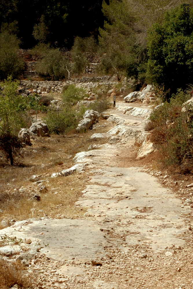 דרכי המעבר לאורך הטארסות של הסטף