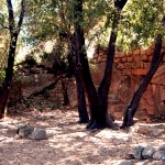 שרידי הכנסייה הביזנטית וחורשת האלונים העתיקה