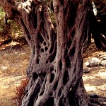 עץ בחורשת האלונים העתיקה בשמורת הסטף
